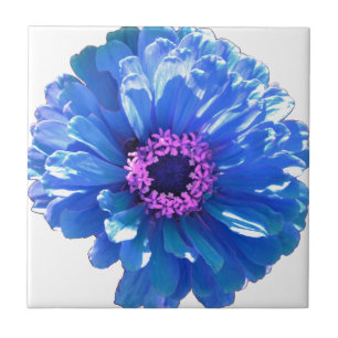 Margarida Azul
