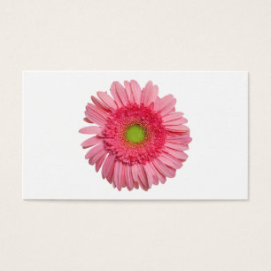 Margarida cor-de-rosa do Gerbera