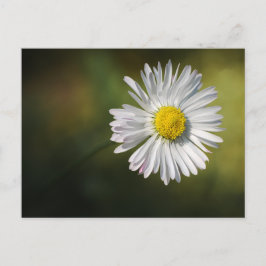 Margarida Flor de Cartão Postal - Fotografia Flora