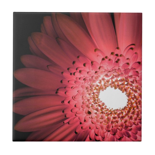 Margarida Gerbera (Frente)