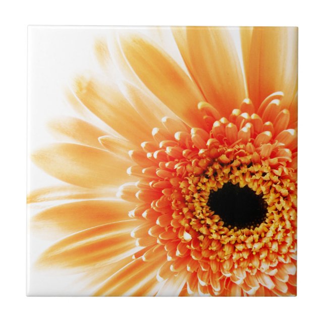 Margarida Gerbera (Frente)