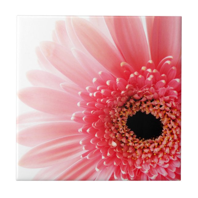 Margarida Gerbera Rosa (Frente)