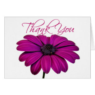 Margarida rosa - Cartão