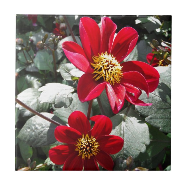 margarida rosa-vermelha / flores das margaridas (Frente)