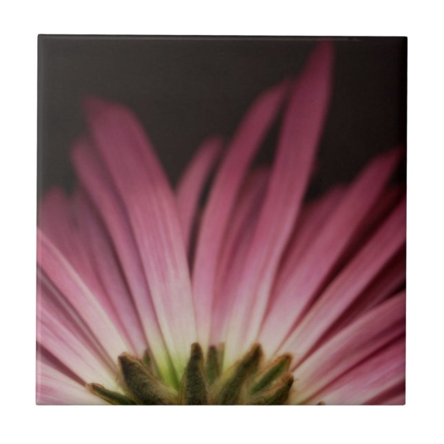 Margarida roxa Wilted (Frente)