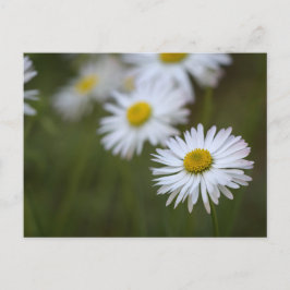 Margaridas de Cartão Postal Flor - Fotografia Flor
