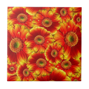 Margaridas de incandescência do Gerbera