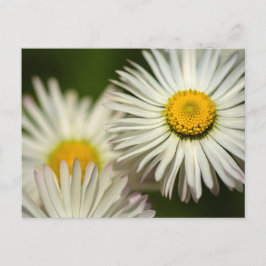Margaridas em Cartão Postal - Fotografia Floral