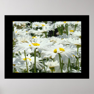 MARGARIDAS Flores arte Impressões Obra decorativa
