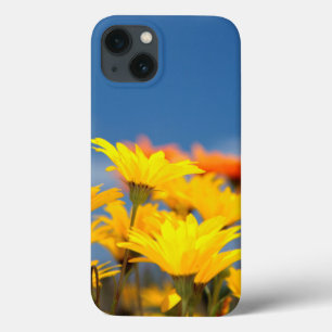 Margaridas Laranja e Amarelo de Namaqualand