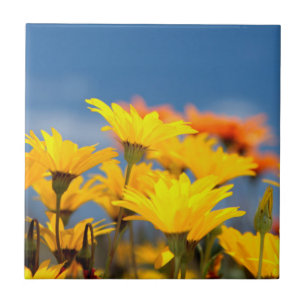 Margaridas Laranja e Amarelo de Namaqualand