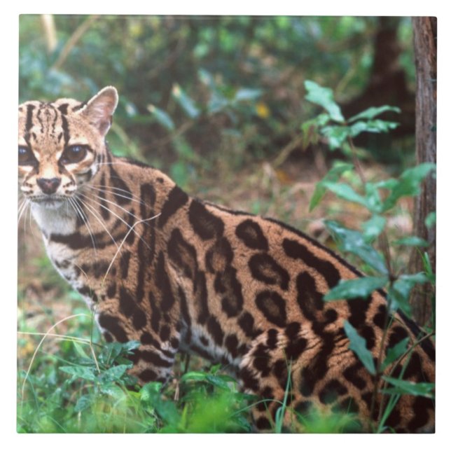 Margay, Leopardus wiedi, Nativo do México até (Frente)