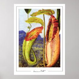 Marianne North Zedign Art Poster nº 1