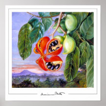 Marianne North Zedign Art Poster nº 9