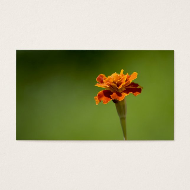 Marigold Flower Closeup (Frente)