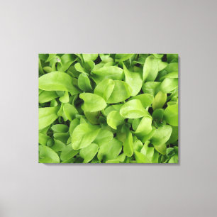 Marigold Seedlings Canvas Print