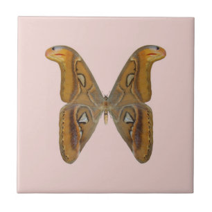Mariposa Atlas