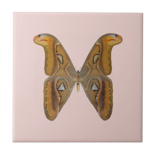 Mariposa Atlas (Frente)