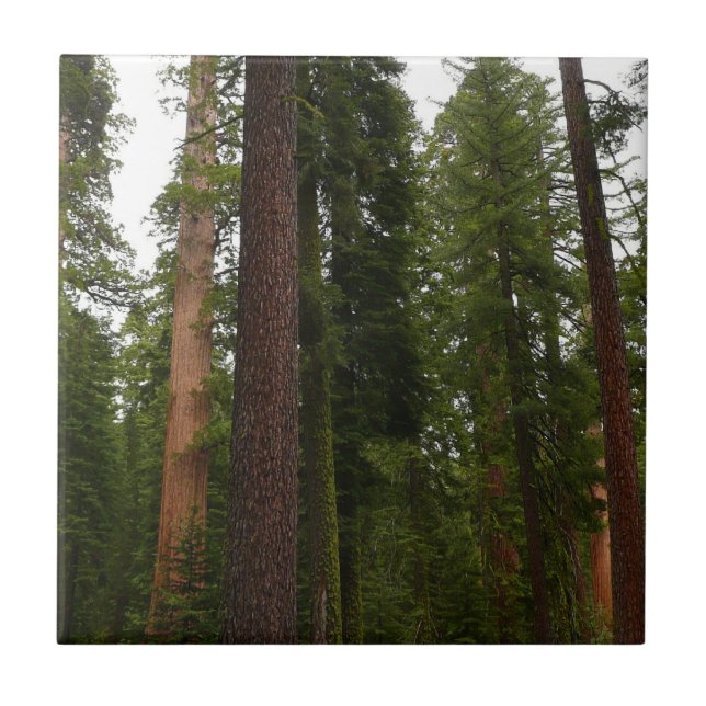 Mariposa Grove no Parque Nacional de Yosemite (Frente)
