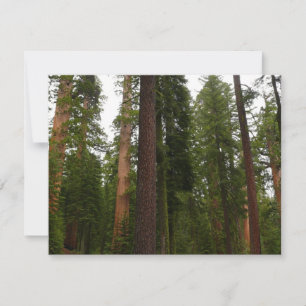 Mariposa Grove no Parque Nacional de Yosemite
