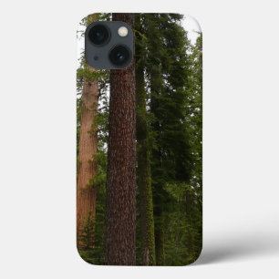 Mariposa Grove no Parque Nacional Yosemite
