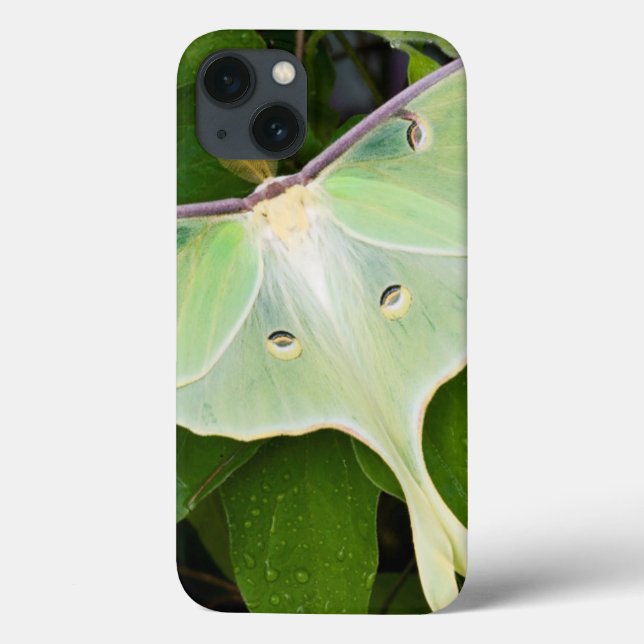 Mariposa Luna em Clematite Carnaby (Verso)