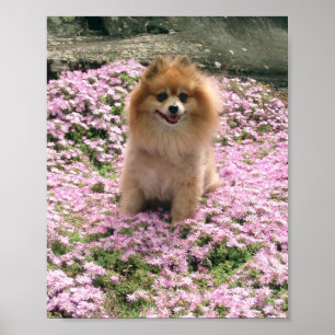 Marley com rosa floresce o poster