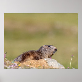 Marmot no parque Gran Paradiso Poster