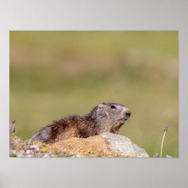Marmot no parque Gran Paradiso Poster (Frente)