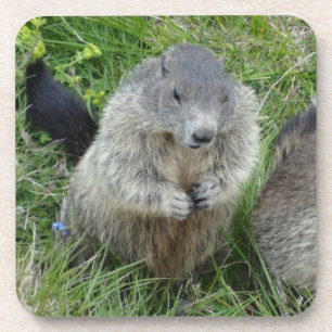 Marmot porta copos