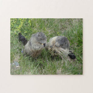 Marmot quebra-cabeça