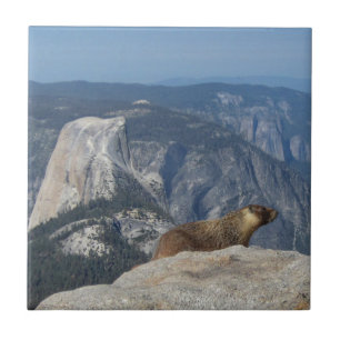 Marmot Sobrevivendo a Metade do Come das Nuvens De