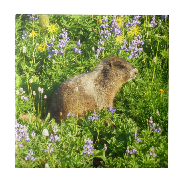Marmota em Flores Silvestres do Monte Rainier (Frente)