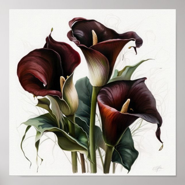 Maroon Calla Lily Lily Flower Art Poster (Frente)