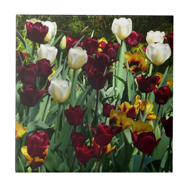 Maroon e Tulipas Amarelas Palidez Colorida (Frente)