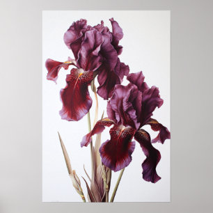 Maroon Irisa Impressão de Arte Flor