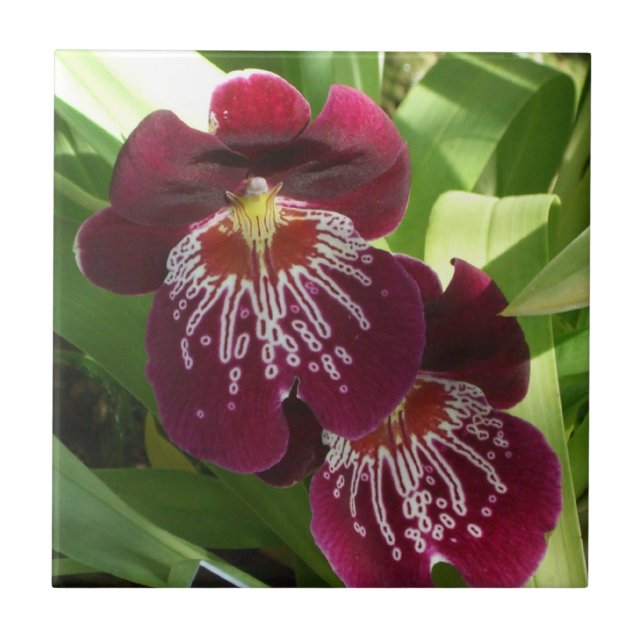 Maroon Orchids II Elegante Floral (Frente)