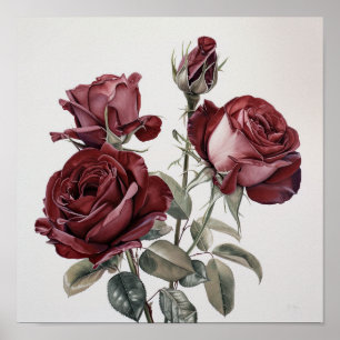 Maroon Rosa Flower Art Poster