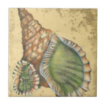 Marrom e Seashell Verde<br><div class="desc">Se você não pode ir à praia hoje,  pegue esta imagem clássica do estilo desta única casca verde e marrom hoje! Esta casca do oceano é cercada por areia quente nesta pintura e se excelente em qualquer produto náutico.</div>
