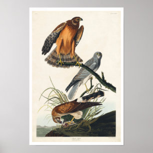 Marsh Hawk por Poster de Audubon