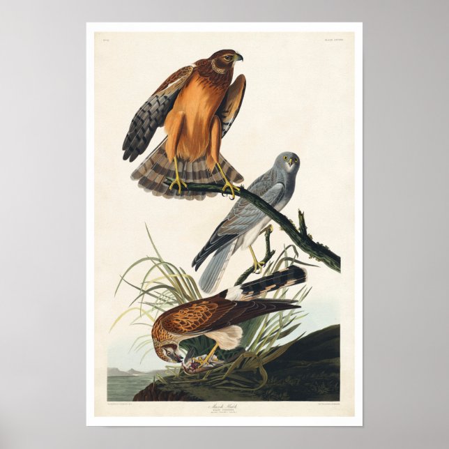 Marsh Hawk por Poster de Audubon (Frente)
