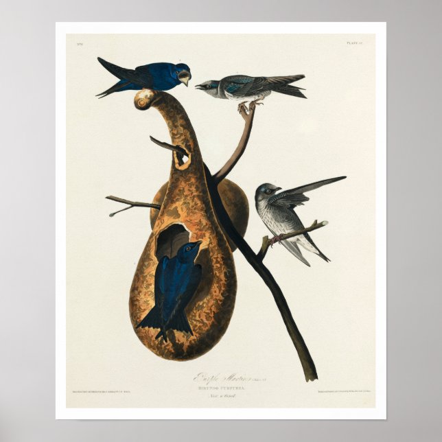 Martin roxo por Poster de Audubon (Frente)