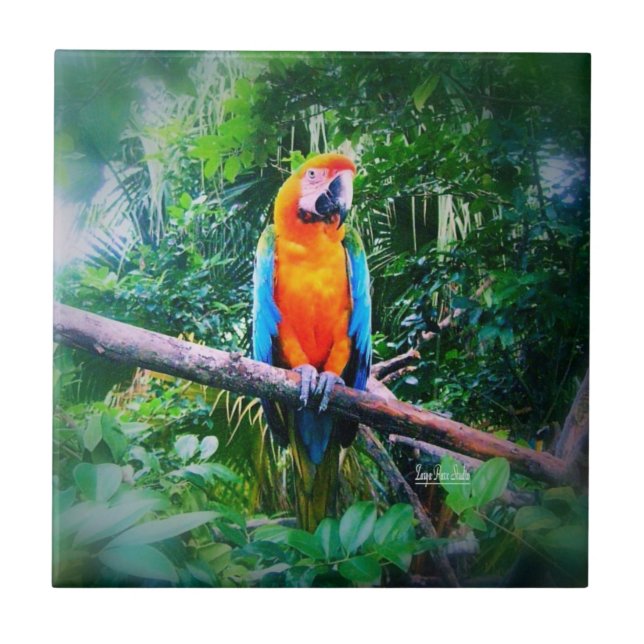 Martinique Macaw (Frente)