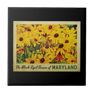 Maryland Susans de olhos pretos