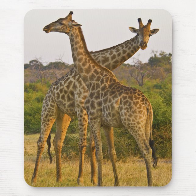 Masai Girafas Kenya Africa mousepad (Frente)