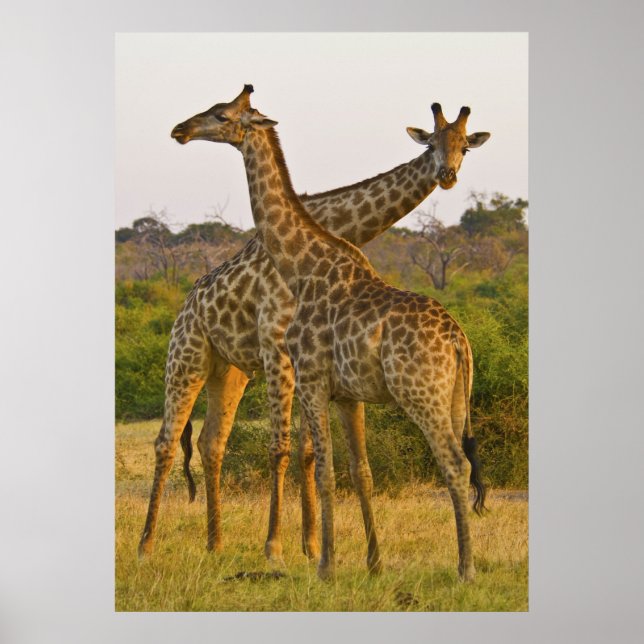 Masai Girafas Kenya Africa poster (Frente)