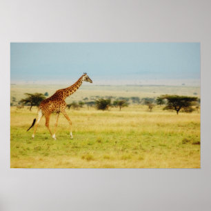 Masai poster de Mara do girafa, Kenya, impressão,