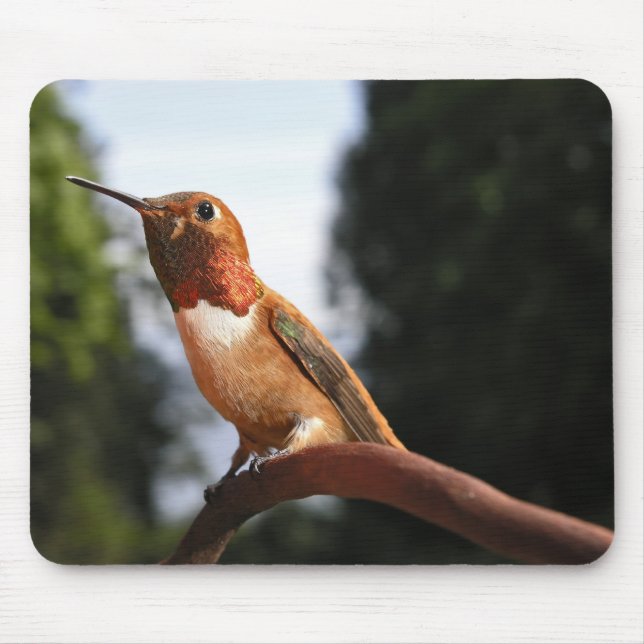 Masculino Rufous Hummingbird - Mousepad (Frente)
