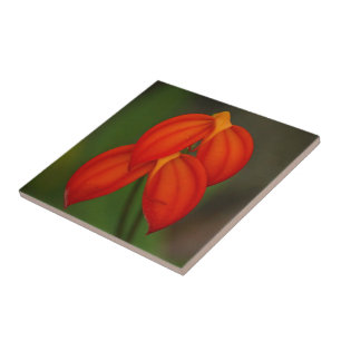 Masdevallia ignea Orquídea