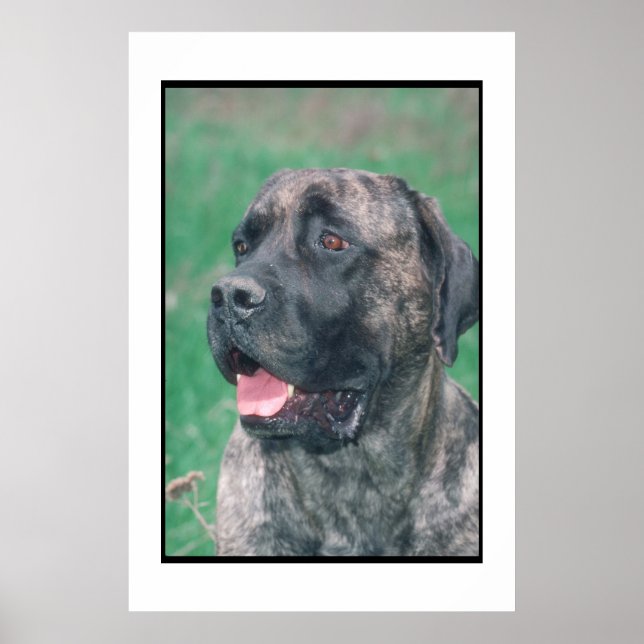 Mastiff Brindle Poster (Frente)